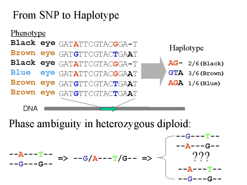 SnpHaplotype.jpg